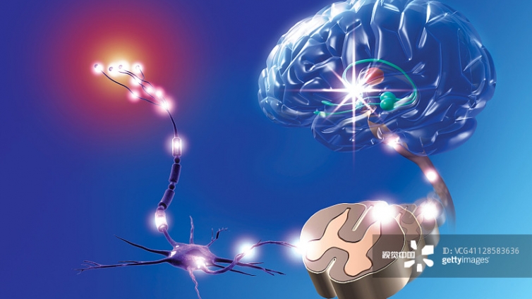 科学家鉴别出能够改善大脑学习能力的脑细胞