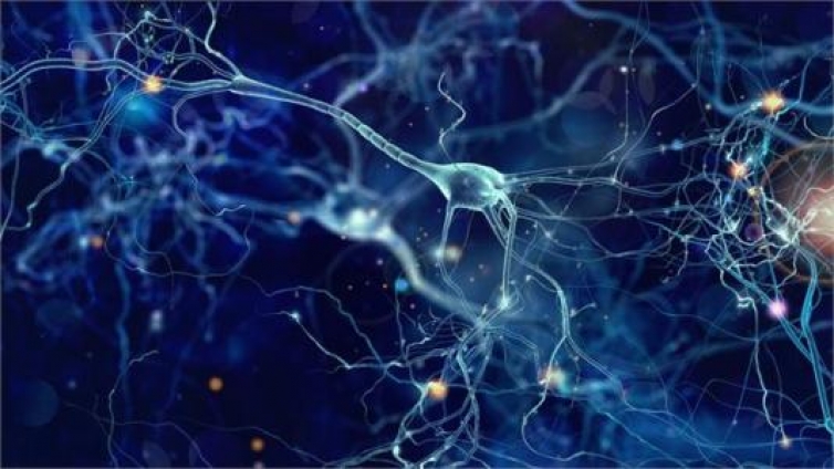 神经元功能分工与感知神经的特定功能