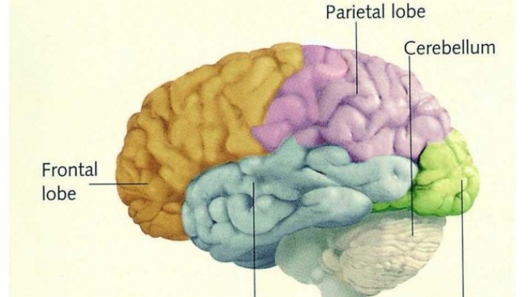 大脑智慧源自于神经元的模块化集群功能